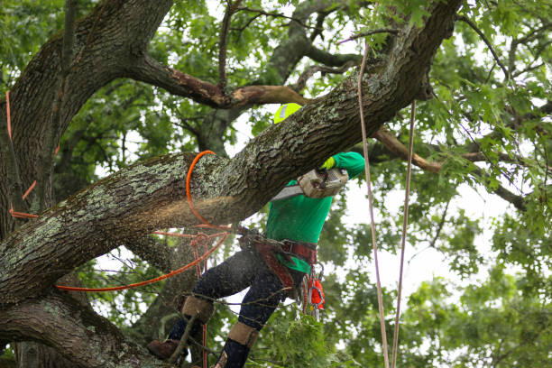 Trusted Blandon, PA Tree Care Experts