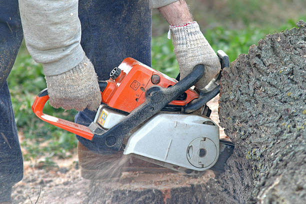 How Our Tree Care Process Works  in  Blandon, PA